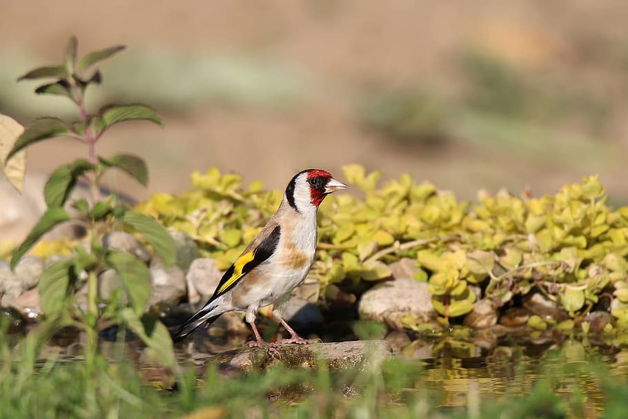 goldfinch, european, water, summer, nature, sun, stoves, wild water, animal wildlife, animals in the wild