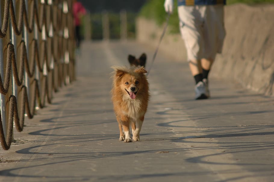 子犬, 散歩, ペットの犬, 1匹の動物, 犬, 動物のテーマ, 哺乳類, ペット, 家畜, 動物