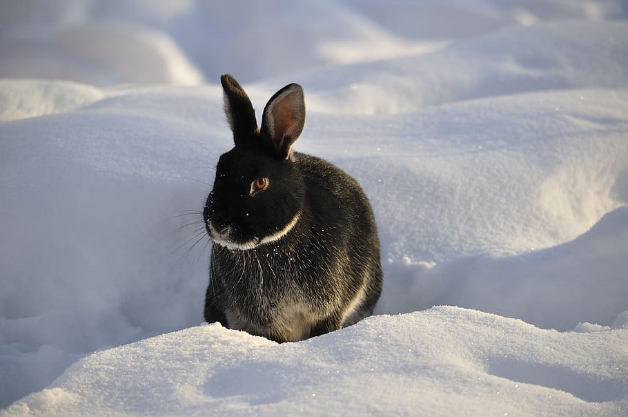 black, rabbit, white, snow, winter, animal, cute, hare, nature, wildlife
