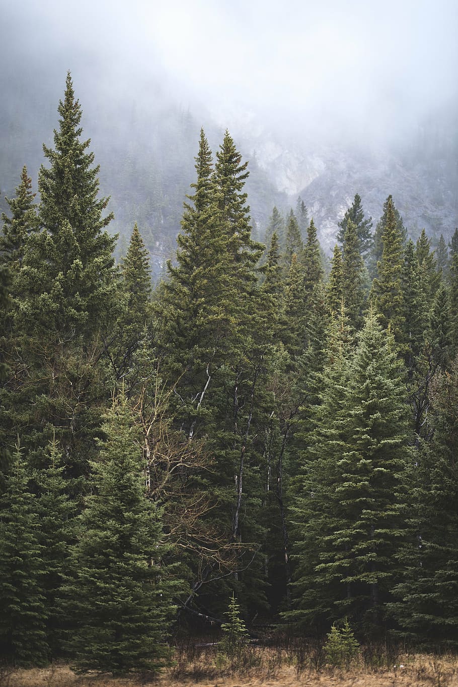 photography, green, trees, pine, nature, forests, fog, clouds, white, pine tree