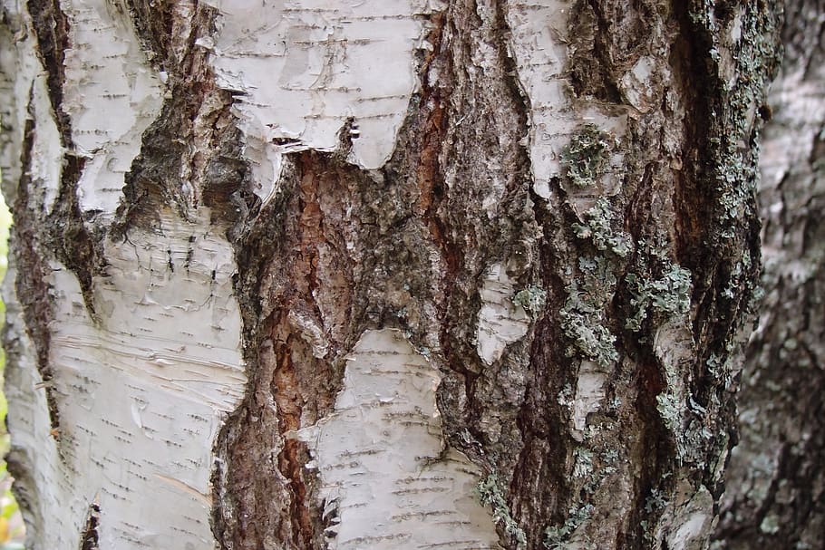 bark, birch, tree, texture, macro, nature, wood, the structure of the, surface, tree trunk