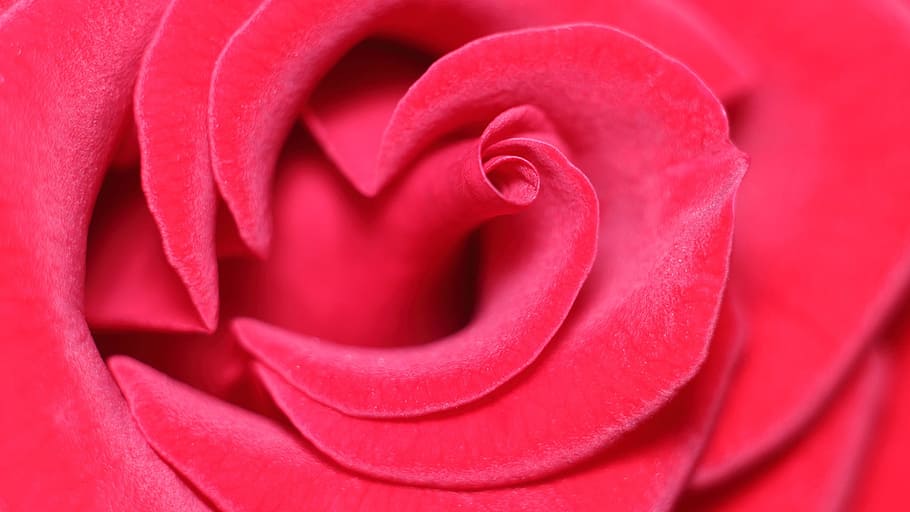 closeup, red, rose, flower, love, love scam, attachment, flowering plant, plant, full frame