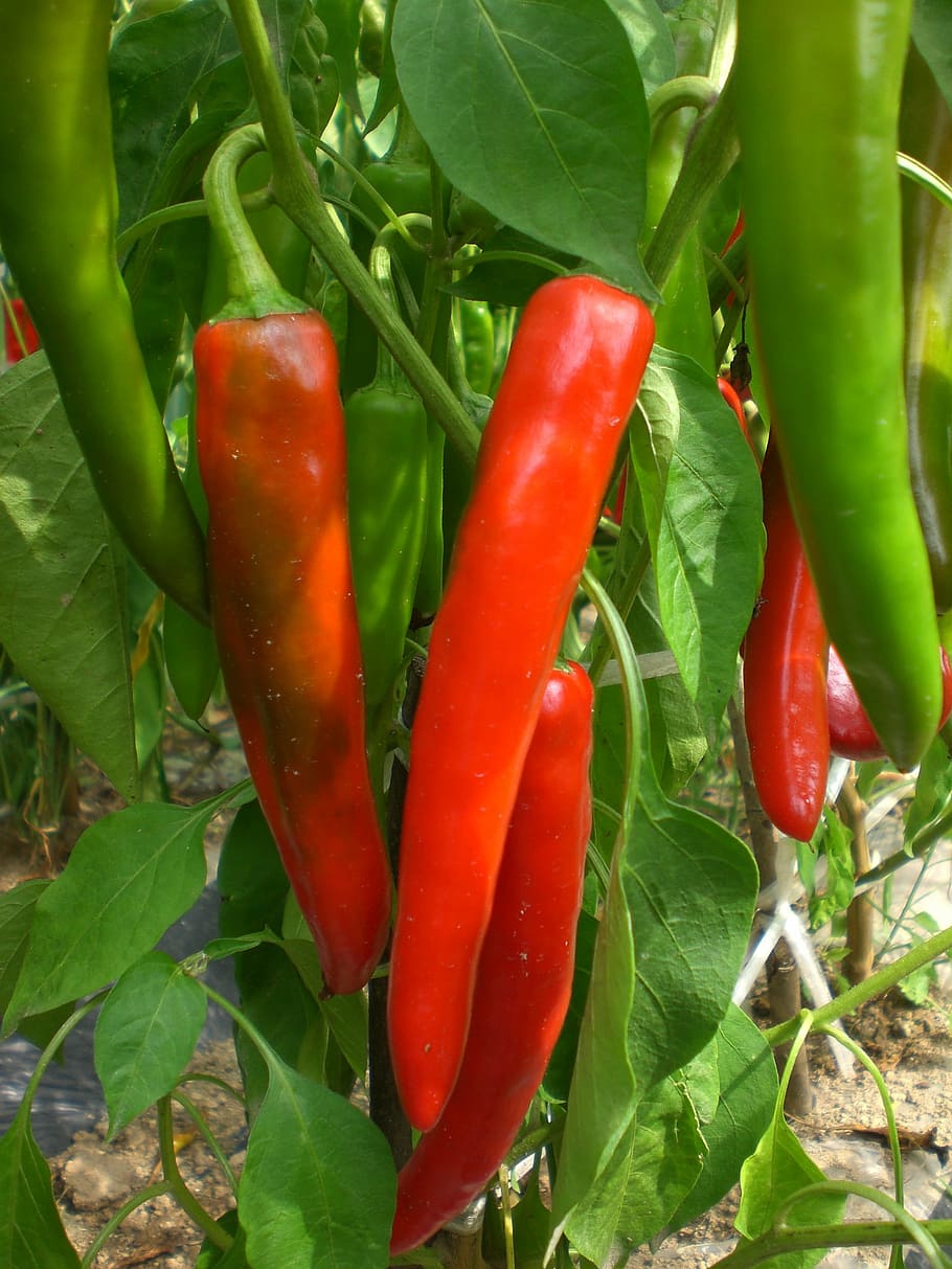 pepper, vegetable, plants, field, vegetables, red, chili pepper, spice, food, growth
