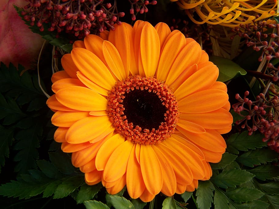 gerbera, orange flower, cut flower, flowering plant, flower, petal, flower head, inflorescence, fragility, freshness