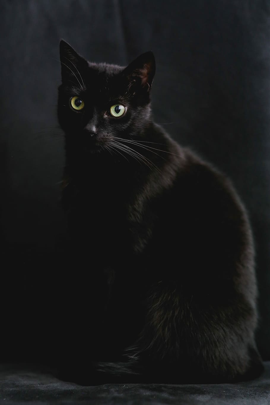 negro, retrato, gato negro, mascota, animal, doméstico Gato, mascotas, mirando, lindo, mamífero