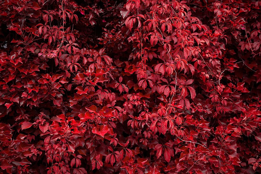 red autumn/fall leaves, autumn/fall, leaves, nature, autumn, fall, natural, leaf, red, tree