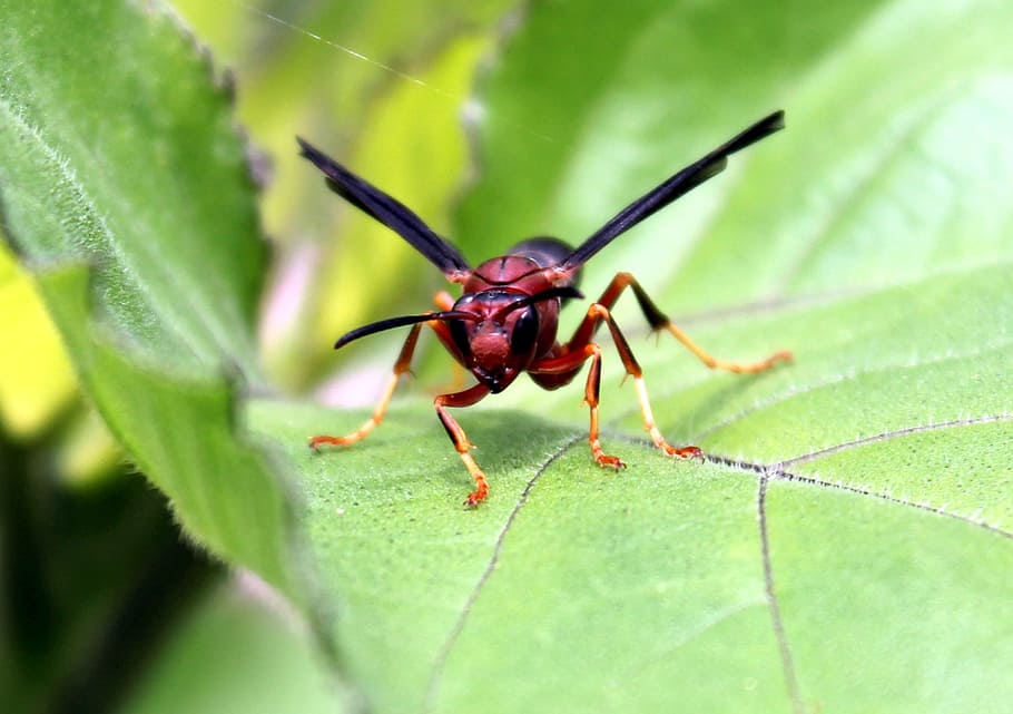 insect, nature, wasp, red wasp, plant part, leaf, invertebrate, animal, green color, animal wildlife