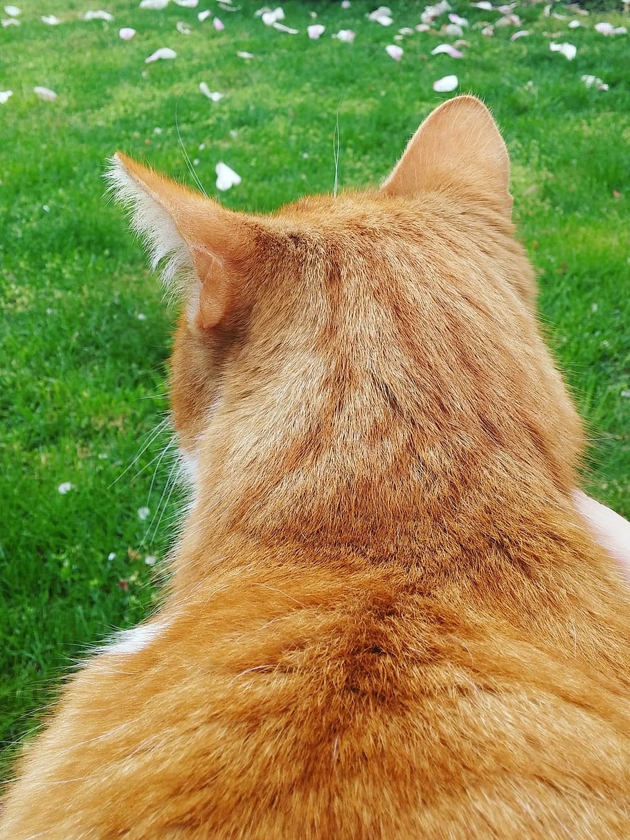 cat, tomcat, ryšavá, fur, the head of the, animal, pets, domestic Cat, cute, grass