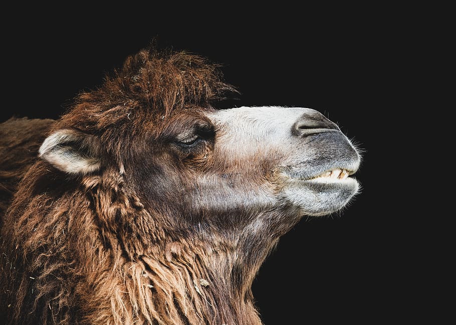 camel, head, portrait, animal, animal portrait, paarhufer, close up, hair,  fur, animal world | Pxfuel