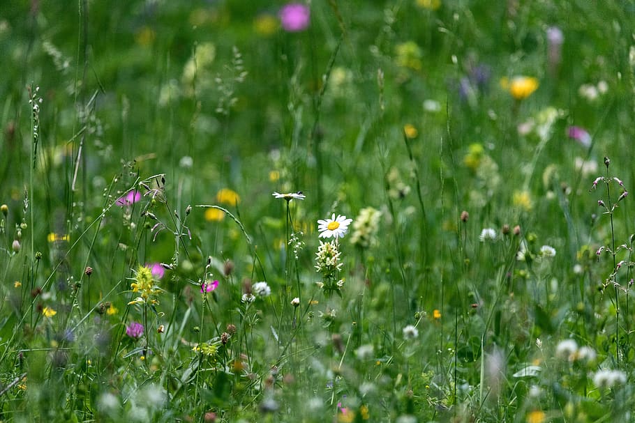 meadow, bokeh, telephoto lens, nature, grass, background, flower meadow, landscape, field, compression