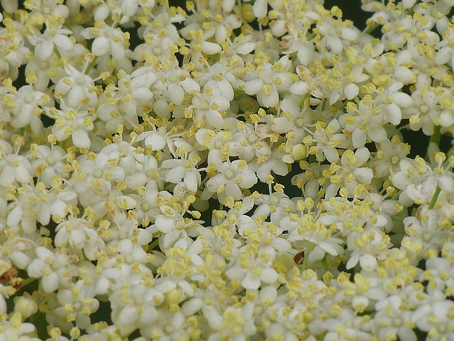 ニワトコの花, 背景, 花, 満開, 自然, ホラー, 白い花, クローズアップ, 植物, 豊富さ