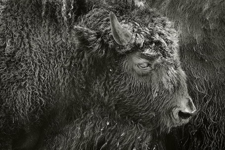 bison, abstract, pels, one animal, animal wildlife, animals in the wild, animal themes, mammal, outdoors, day