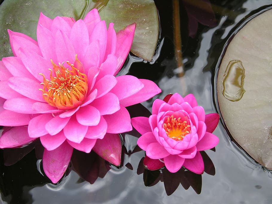 pink, waterlily flowers, bloom, daytime, lily pad, flower, water, nature, pond, plant