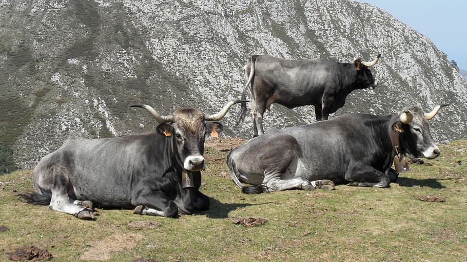 牛 ツダンカ 家畜 ヌー 動物 角 動物のテーマ 群れ 哺乳動物 動物のグループ Pxfuel