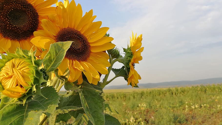 ひまわり 花 太陽 夏の花 緑 黄色 夏 自然 植物 ウクラニア Pxfuel