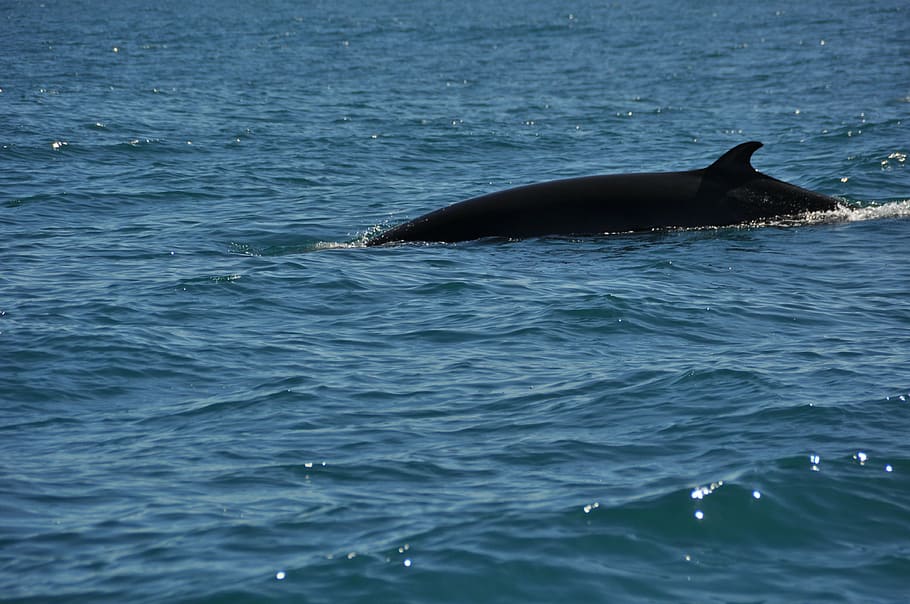 minke whale, wal, water, sea, nature, animal themes, animal, animal wildlife, aquatic mammal, one animal