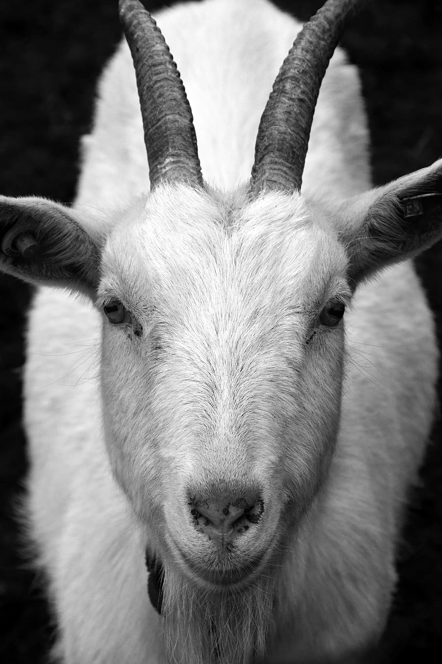 goat, billy goat, horns, head, close, frontal, view, goatee, black white, curious