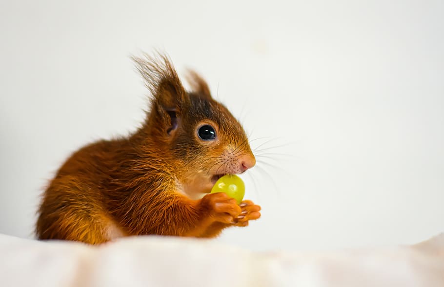 squirrel, young animal, small, young, cute, rodent, furry, sitting, button eyes, animal