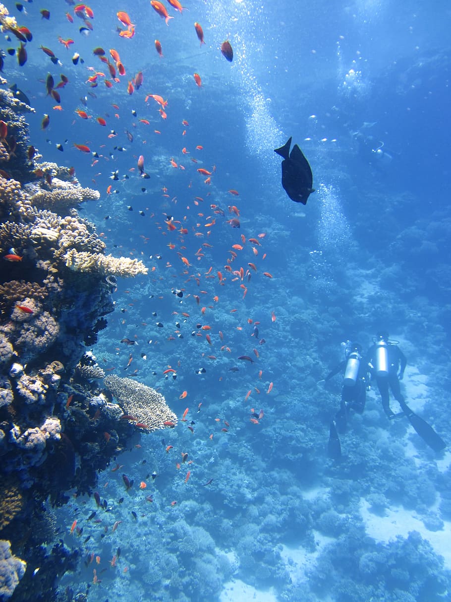 two, scuba divers, corals, divers, underwater, ocean, swim, fish, coral, sea