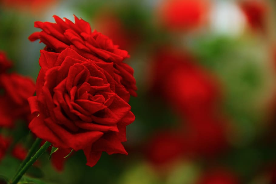 red, rose, flower, beautiful, happy birthday, post card, summer, flowering plant, beauty in nature, petal