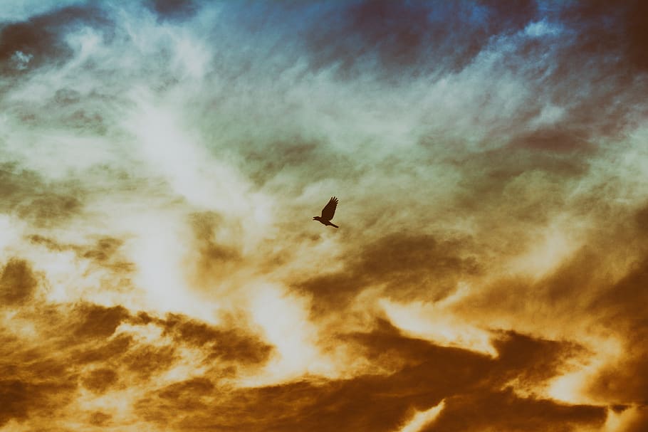 bird, flying, wings, animal, sky, sunset, dusk, clouds, sun, silhouette