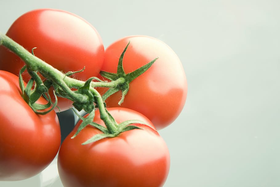 quatro tomates vermelhos, tomate, vermelho, tomate arbusto, legumes, comida, vegetariano, saudável, fruta, verde vermelho