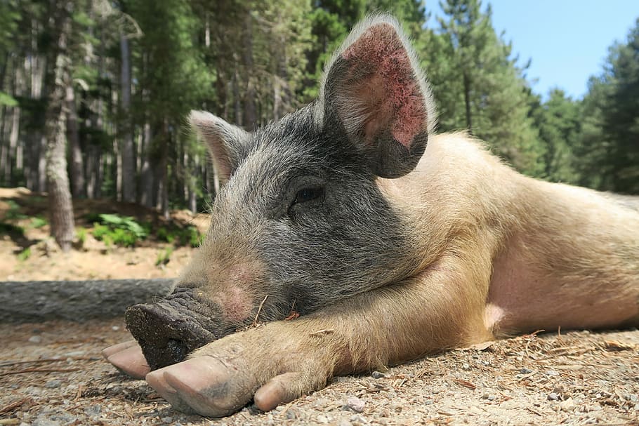 Wild Pig, Piglet, Little, little pig, pig corsica, one animal, animal themes, animal, lying down, animal wildlife