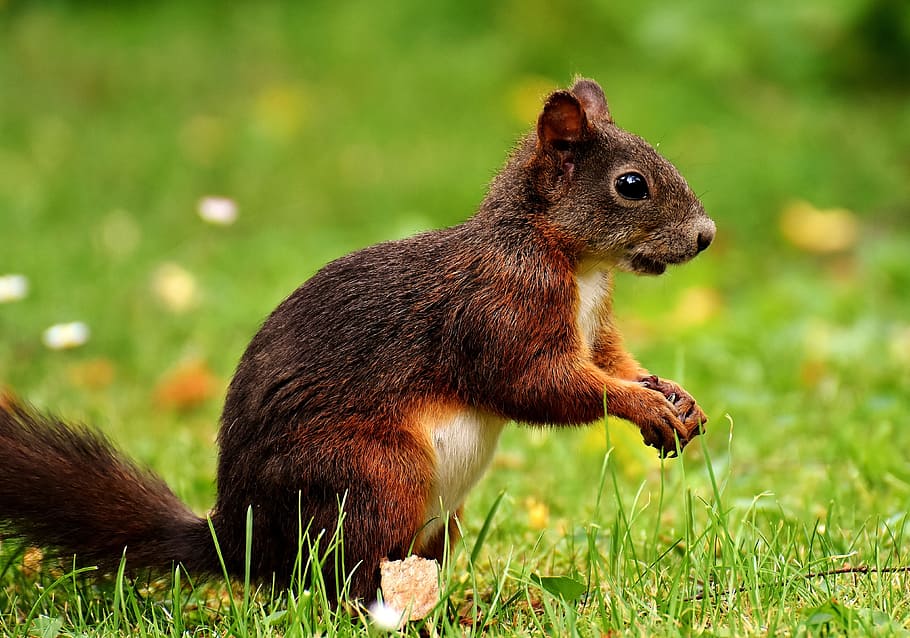 brown squirrel, brown, squirrel, nager, cute, nature, rodent, animal ...