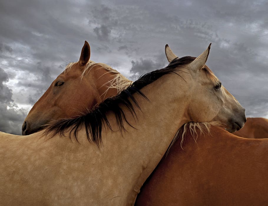 horse, love, horses, nature, friendship, equine, couple, magic, animal, mammal