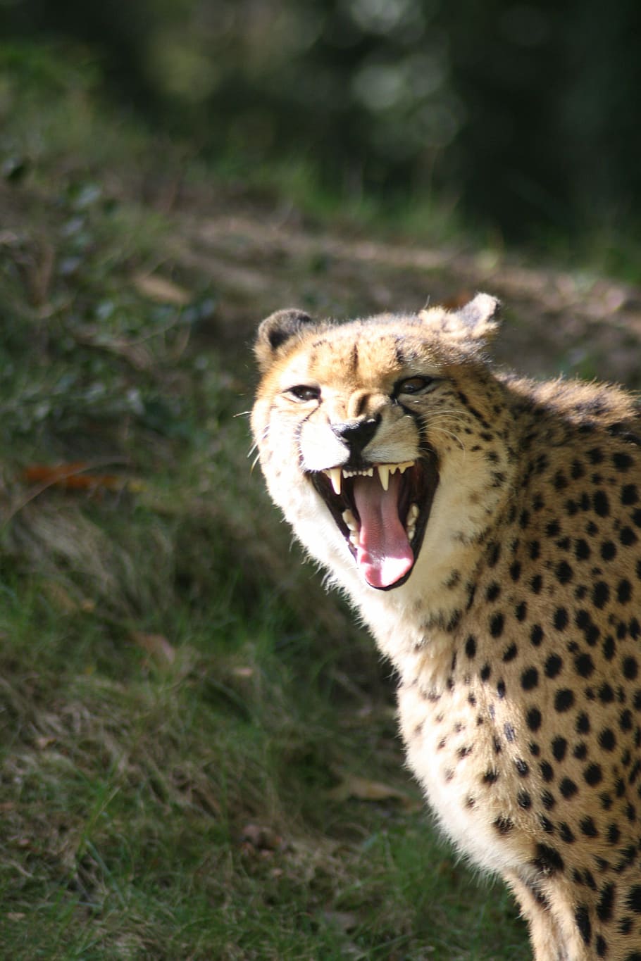 cheetah, zoo, wild animal, nature, head, wild, neck, close, wildlife park, predator