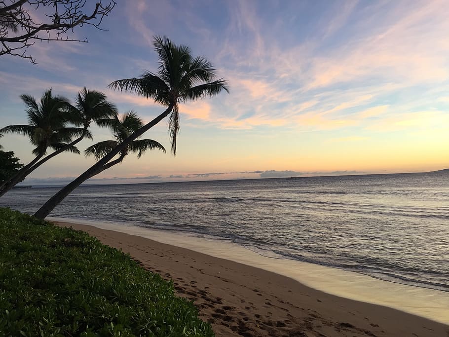 coconut trees, calm, sea, daytime, Hawaii, Molokai, Maui, Sunset, Beach, sunset, beach
