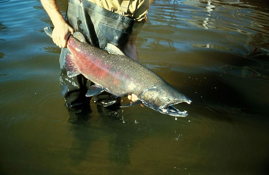 -, Capturado, salmón Chinook, Oncorhynchus tshawytscha, pescado, foto, dominio público, pesca, pescador, captura