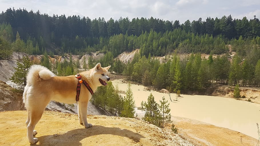 Dog, Akita, Quarry, Sand, Lake, Rudice, sand, lake, the moravian karst, czech republic, animal