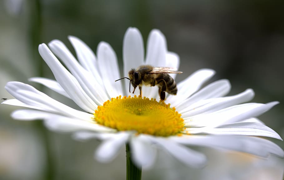 honeybee, white, daisy flower, selective, focus photography, bee, daisy, pollen, work, insecta