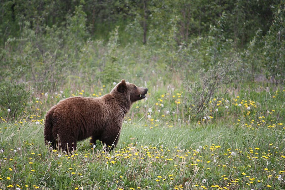 marrom, urso, fotografia da grama, urso pardo, ursos, canadá, alasca, junção haines, temas animais, mamífero