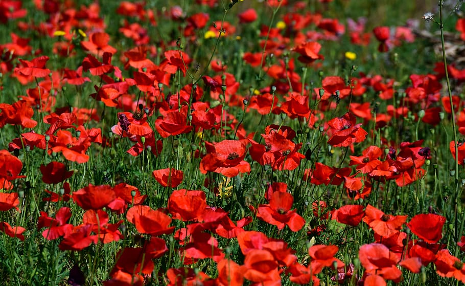 amapola, campo de amapolas, rojo, naturaleza, amapola roja, floreciente mohnfeld, flor, floración, klatschmohn, prado