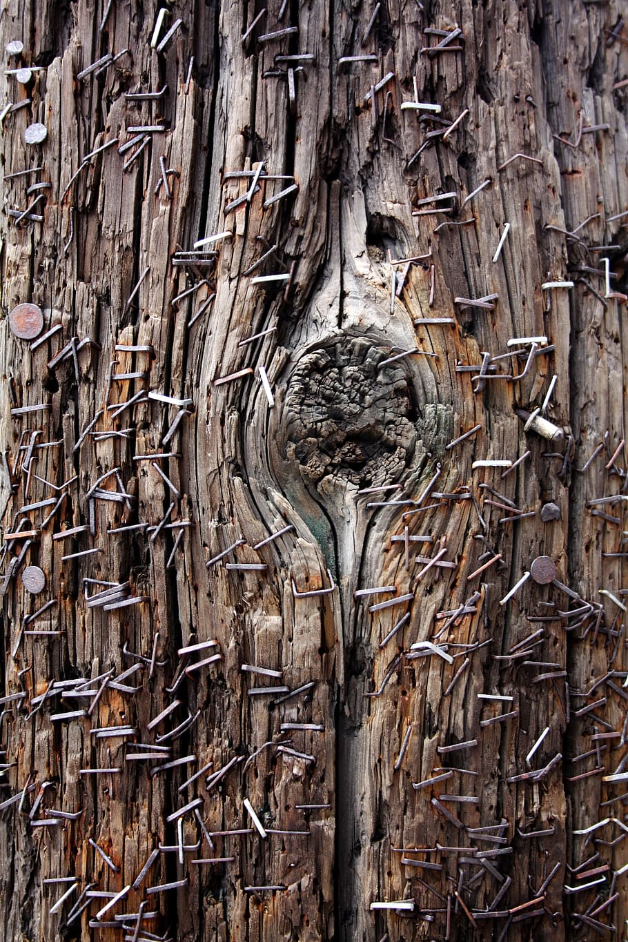 closeup, photography, brown, black, tree, telephone pole, staples, grunge, posters, city
