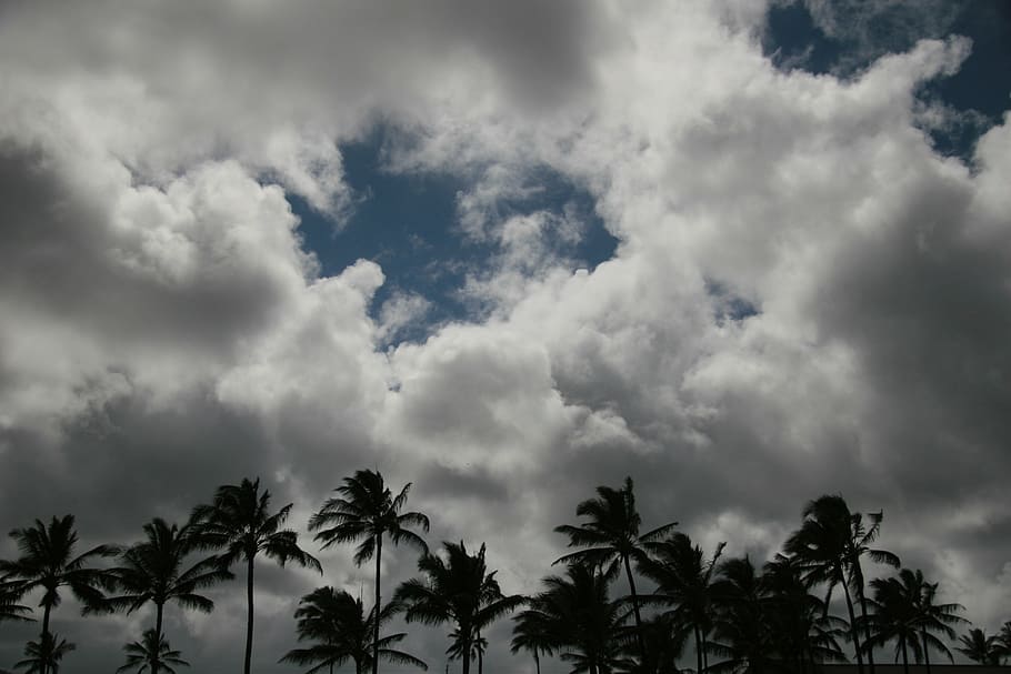 palms, palm tree, clouds, landscape, sky, trees, cloud - sky, tree, tropical climate, beauty in nature