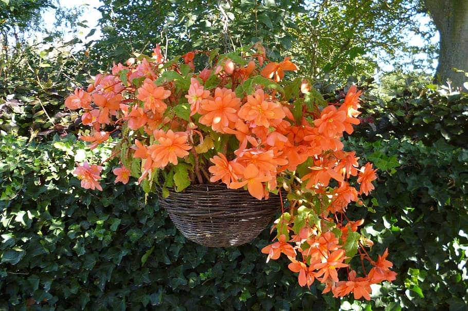 Flower, Orange, Nature, Garden, hanging, plant, tree, orange color, growth, outdoors