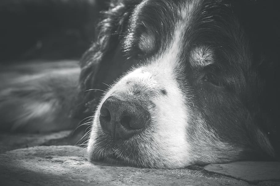 black and white, dog, animal, black, white, pet, guard dog, dog look, sleep, wildlife photography