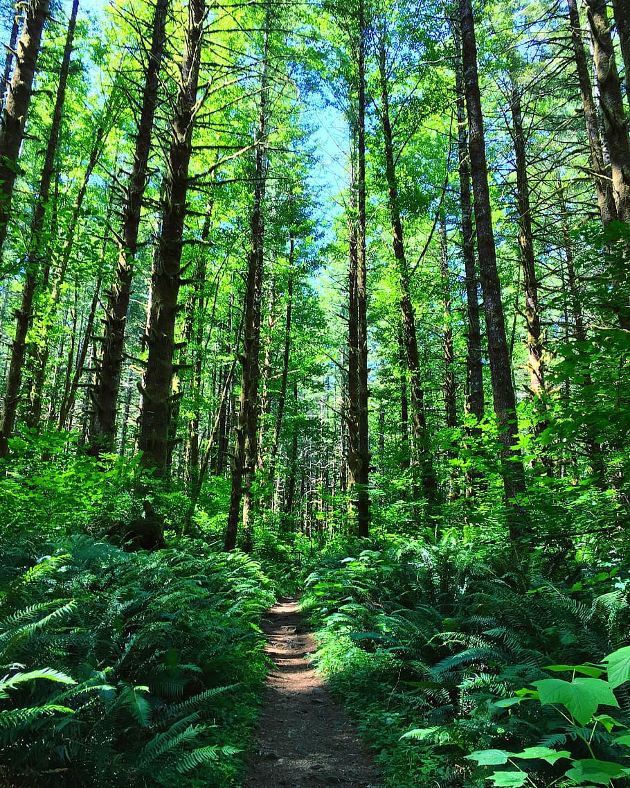 tillamook state forest, oregon, forest, nature, outdoors, wilderness, fern, hiking, lush, peaceful