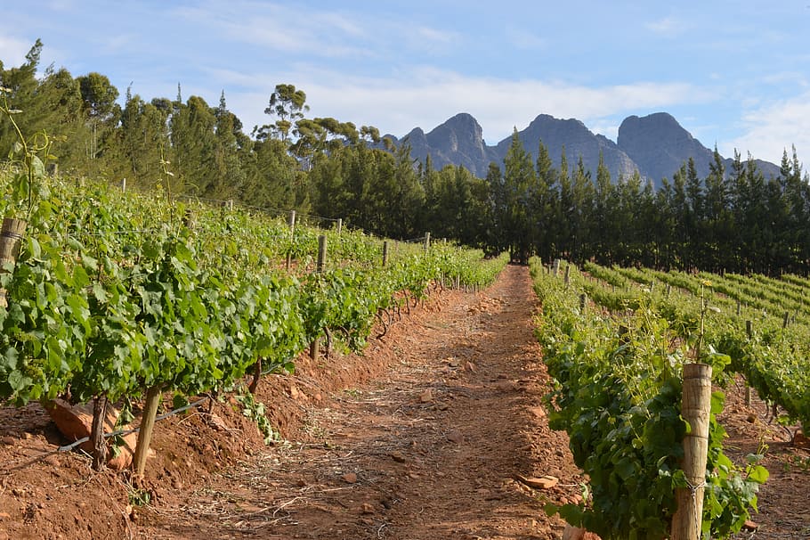 green farm field, Vineyard, Cape Town, South Africa, Vines, landscape, agriculture, field, farm, rural scene
