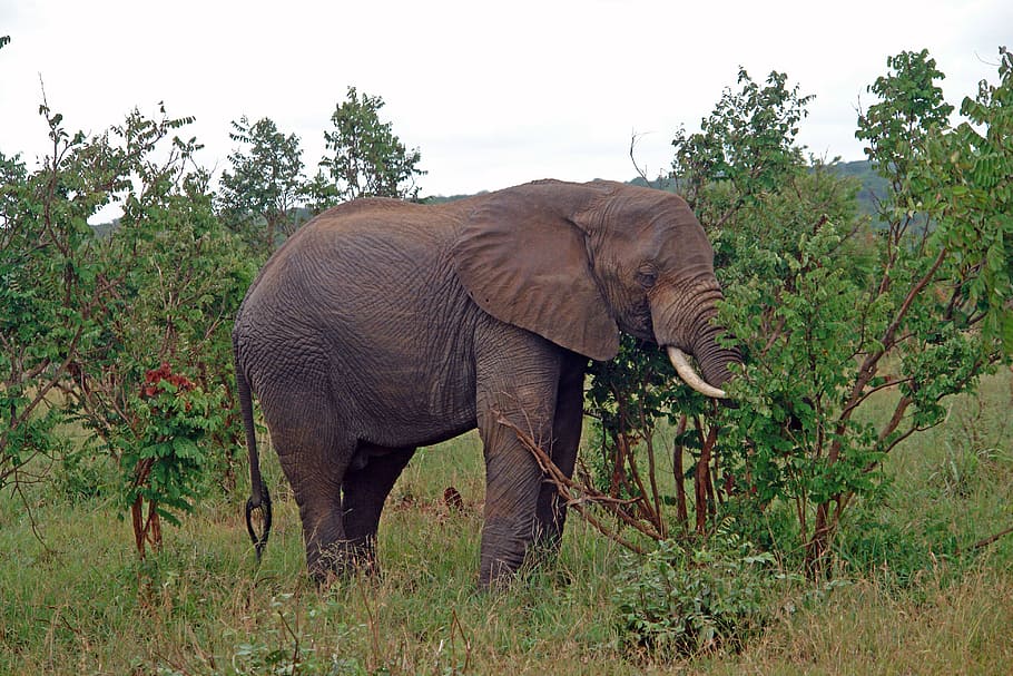 elefante comiendo hierba, África, Tanzania, fauna, majestuoso, marfil, reserva, animales salvajes, fauna animal, un animal