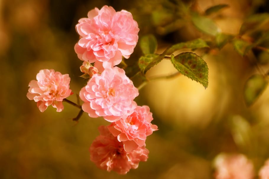 mawar, kuntum, kecil, bunga-bunga, berwarna merah muda, musim semi, cinta, romantis, musim panas, Flora