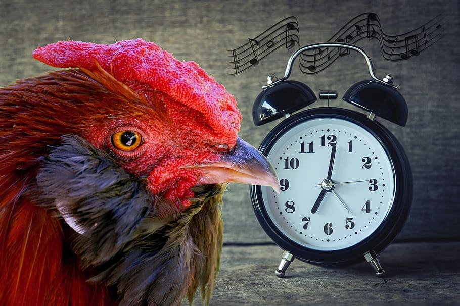 red, chicken, black, double-bell clock, hahn, bird, gockel, bill, gorgeous, portrait