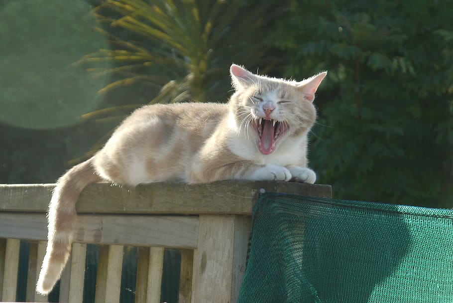 cat, yawning, funny cat, yawn, cute, pet, funny, animal, feline, teeth