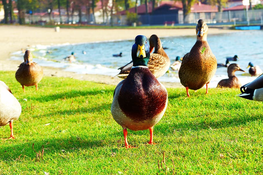 donald duck, water bird, lawn, lake, beach, portrait, animals, nature, at the court of, vertebrates