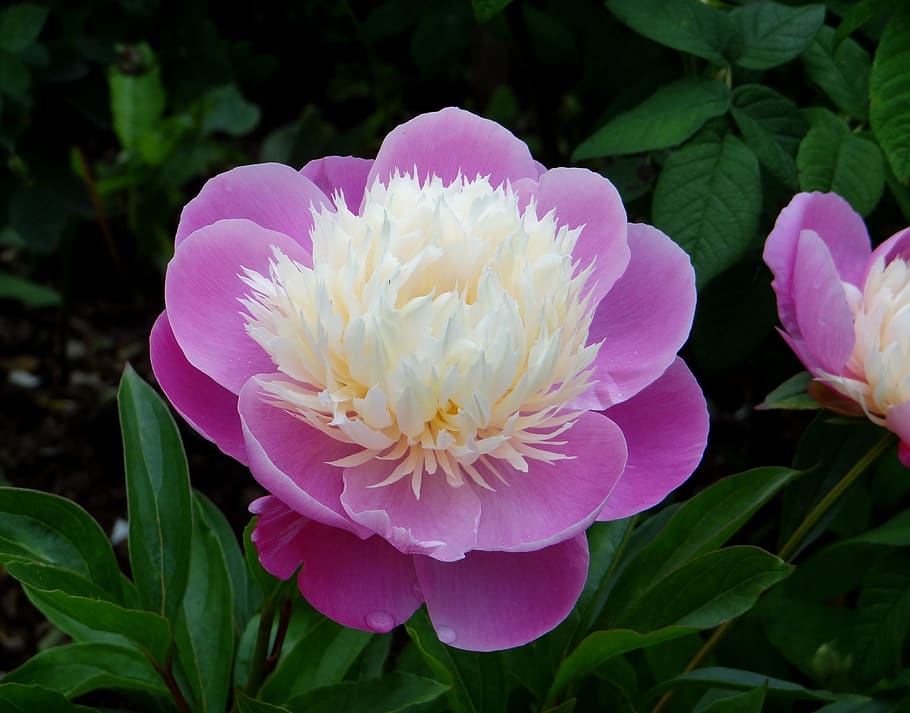 peony, pink white peony, flower, paeonia, flowering plant, beauty in nature, plant, petal, freshness, growth