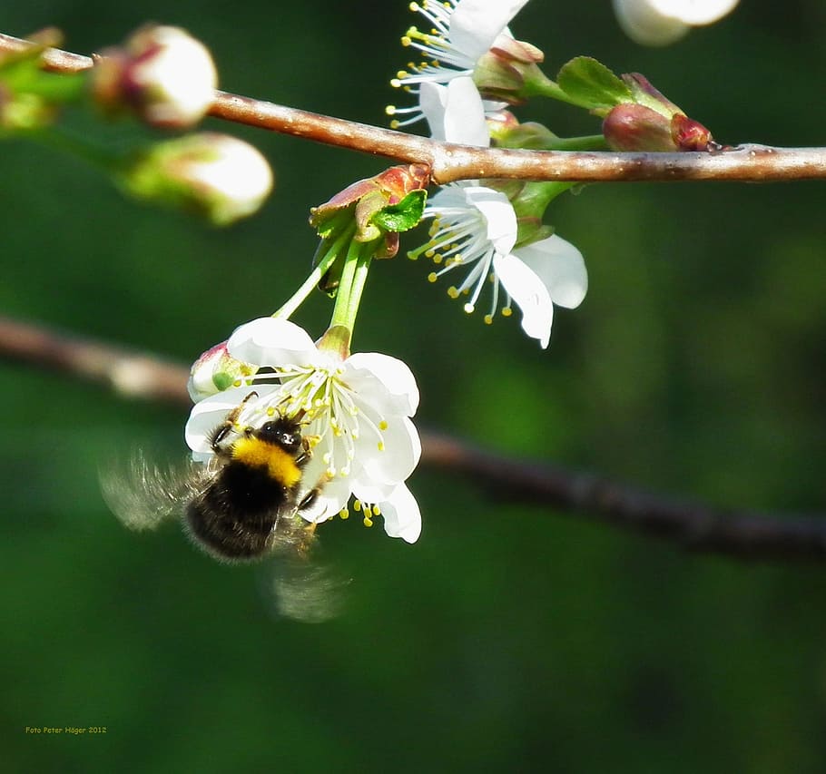 bumblebee, insect, bee, cherry blossom, cherry tree, cherry, branch, flower, blossom, flora