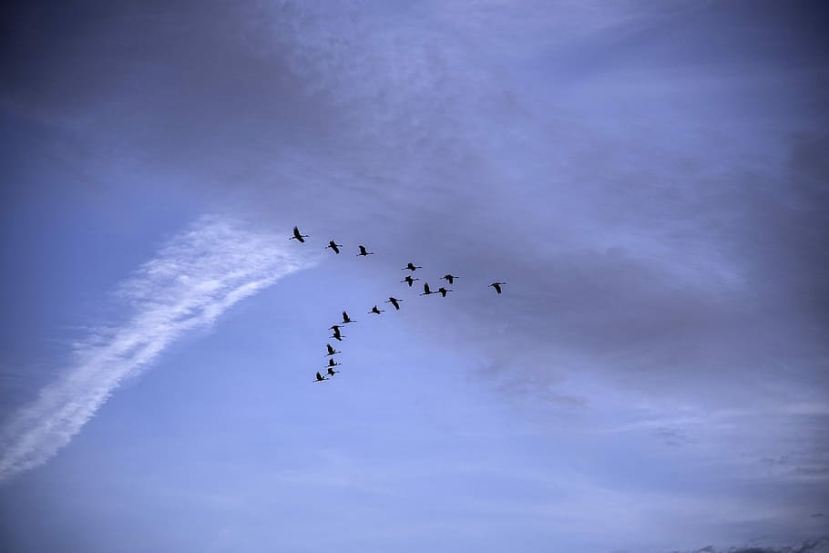 flying, ferry bluff, Geese, V Formation, Ferry, Bluff, Wisconsin, blue, featured, photos